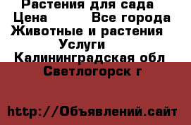 Растения для сада › Цена ­ 200 - Все города Животные и растения » Услуги   . Калининградская обл.,Светлогорск г.